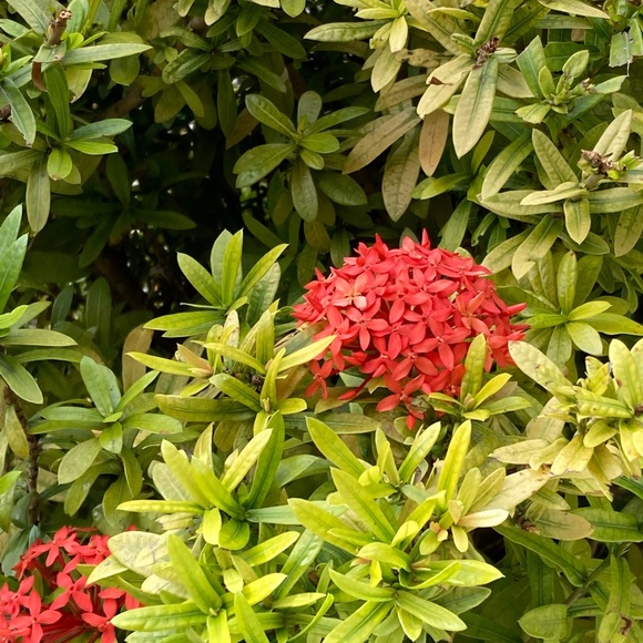 Please Read …before shopping…. - Picture 1 of 1